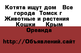 Котята ищут дом - Все города, Томск г. Животные и растения » Кошки   . Крым,Ореанда